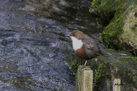 Wasseramsel auf dem Ruheplatz