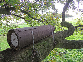 Steinkauzröhre