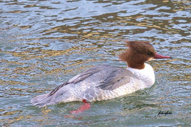 Gänsesäger (Weibchen)