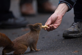 Eichhörnchen