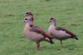 Nilgänse
