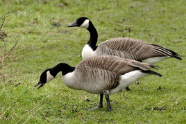 Äsende Kanadagänse