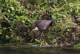 Wasseramsel sucht Nistmaterial
