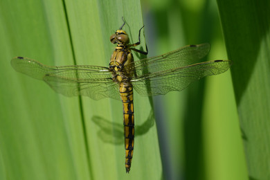 junger Großer Blaupfeil