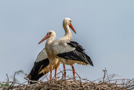 Weißstörche