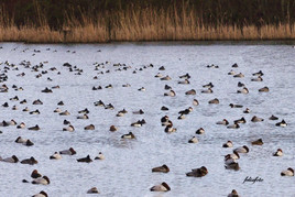 ruhende Enten auf den Ölbachteichen