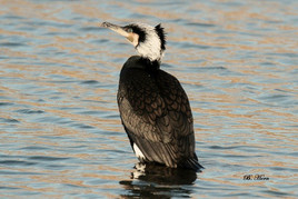 Kormoran Kormoran