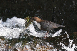 Wasseramsel mit Nistmaterial