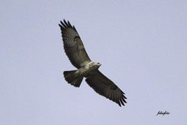 Kreisender Mäusebussard