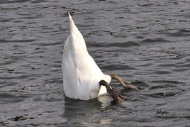 Köpfchen ins Wasser …