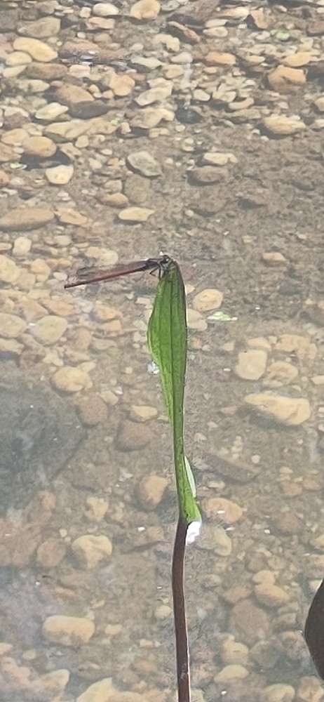 Fruehe Adonislibelle