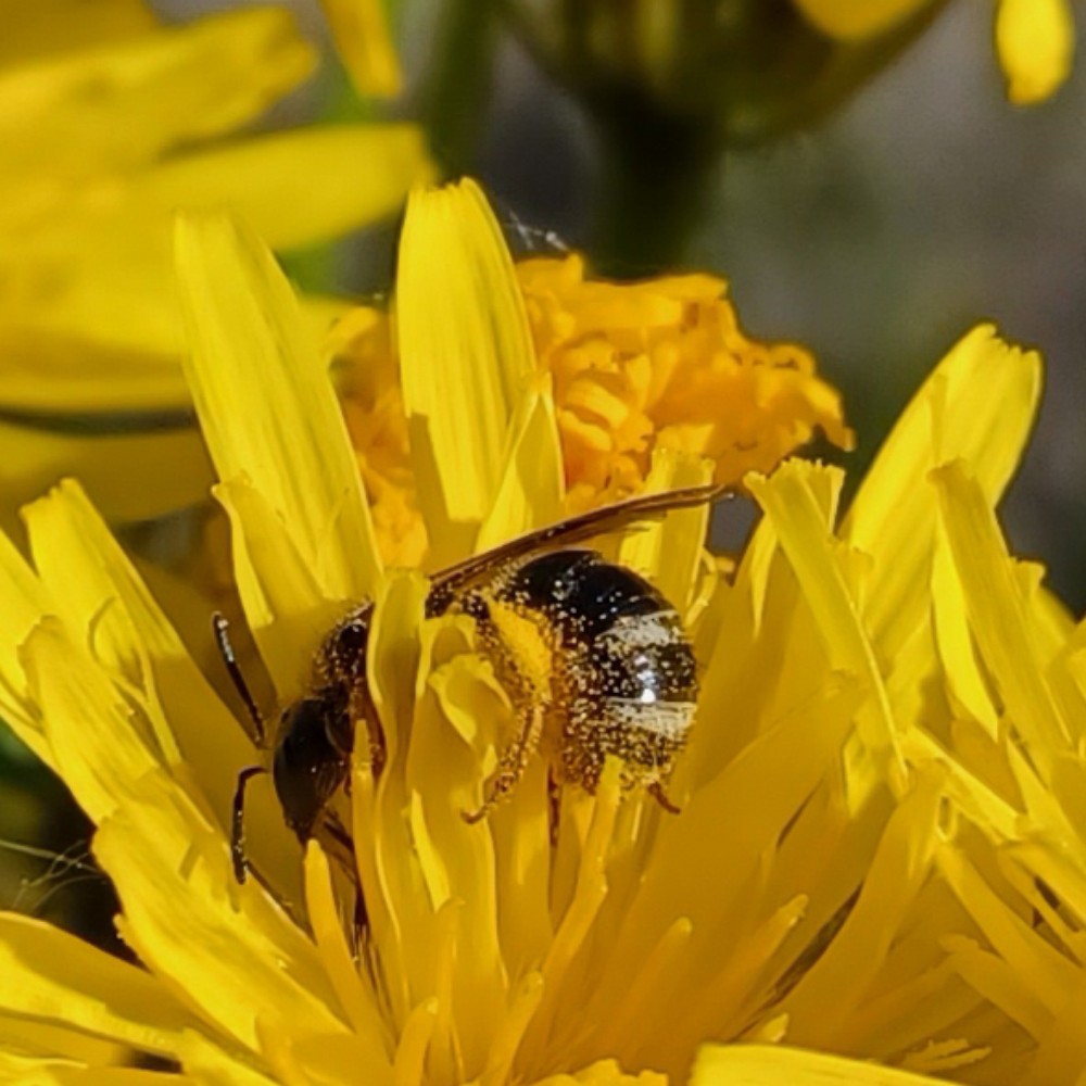 Lasioglossum Leuchalictus Spec