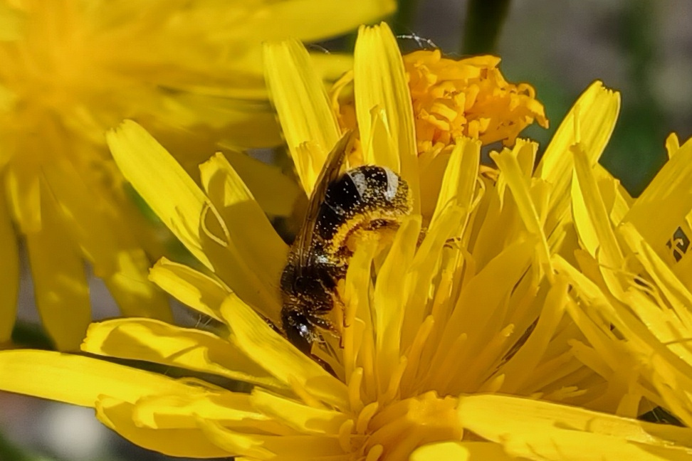 Schmalbiene Unbest Lasioglossum
