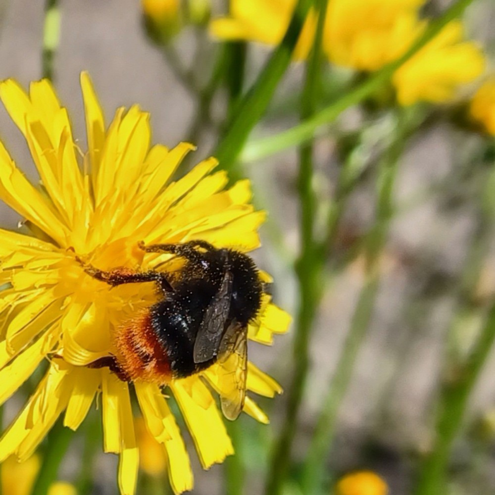 Steinhummel