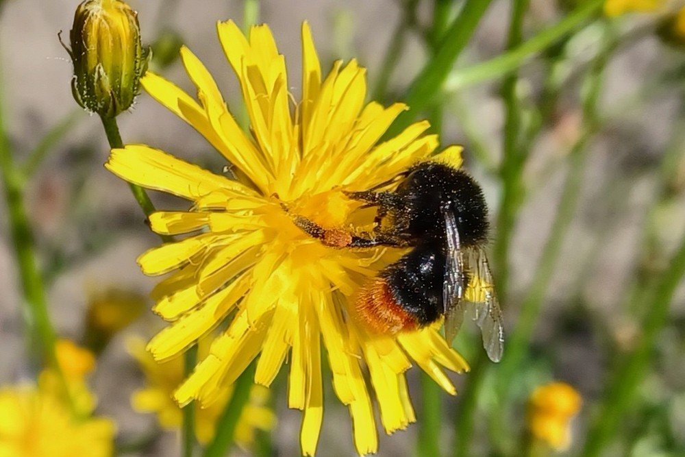 Steinhummel