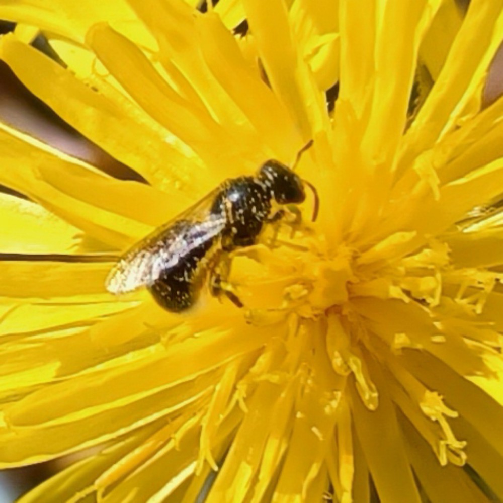 Schmalbiene Unbest Lasioglossum