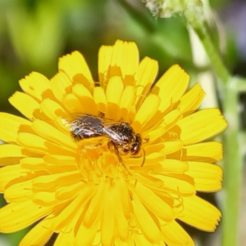 Schmalbiene Unbest Lasioglossum