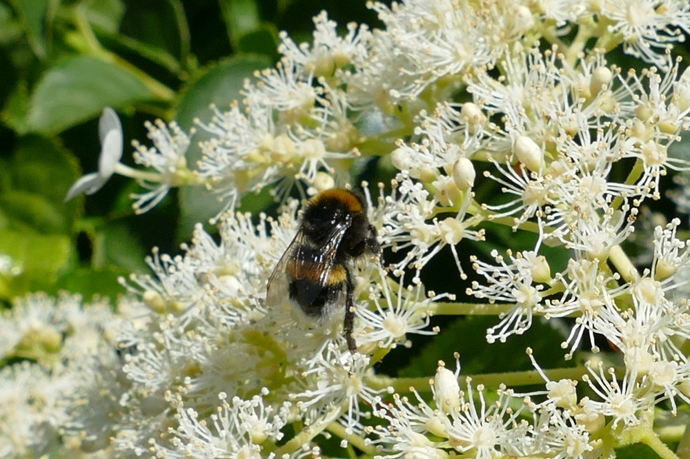 Dunkle Erdhummel Hellgelbe Erdhummel Grosse Erdhummel Kryptarum Erdhummel