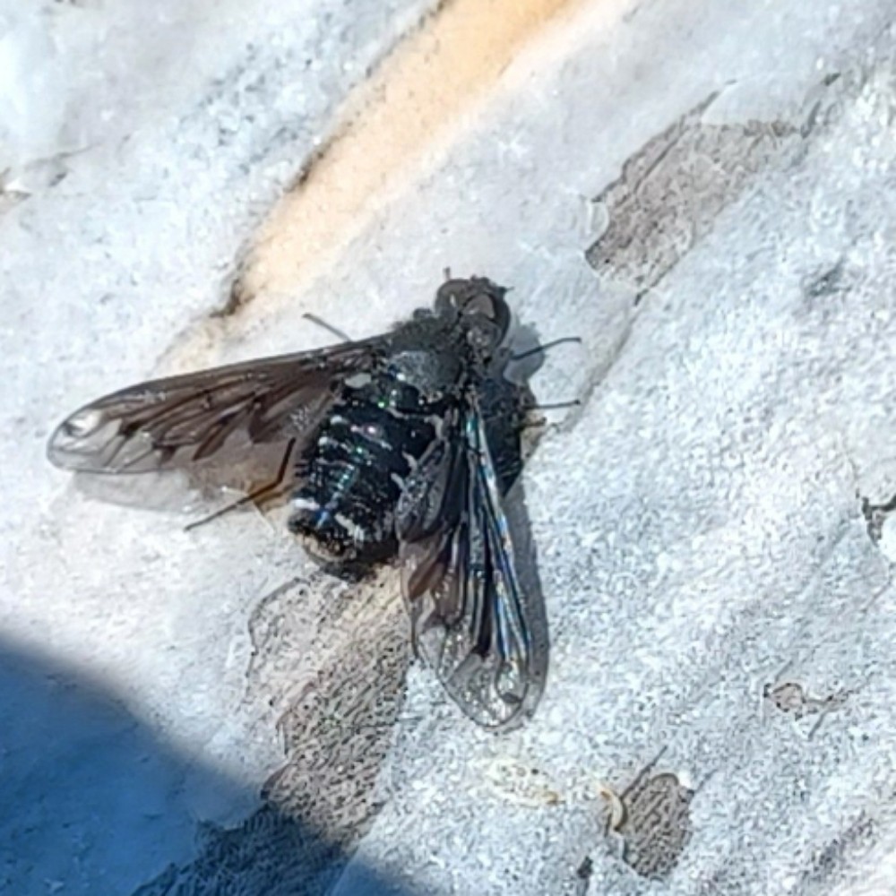 Gewoehnlicher Trauerschweber