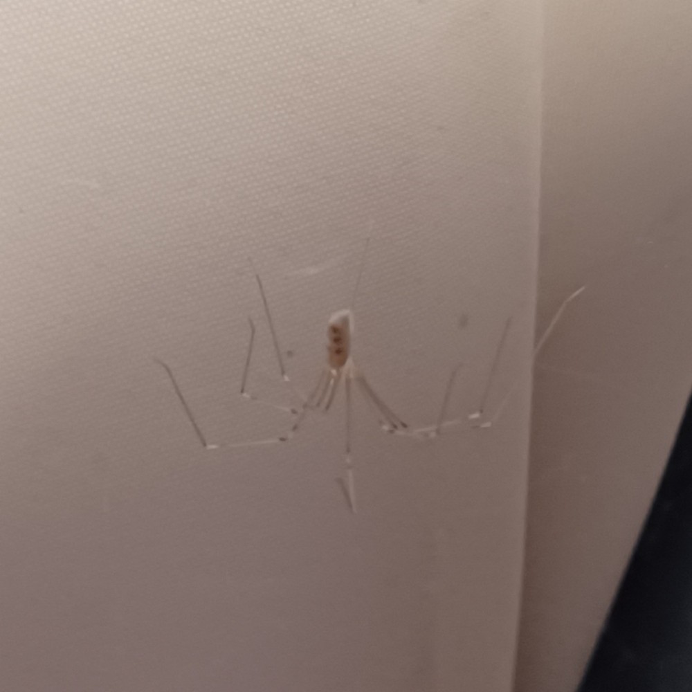 Grosse Zitterspinne