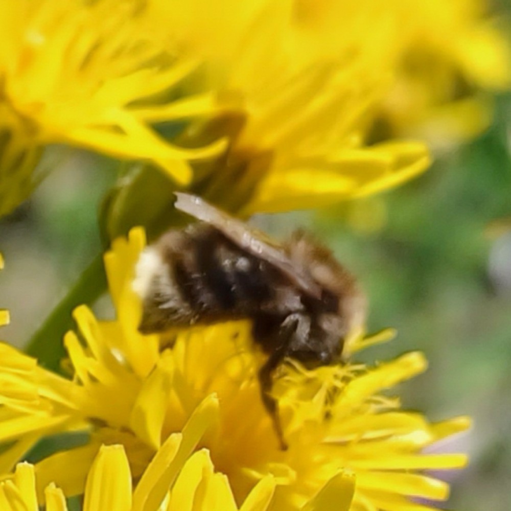 Baumhummel
