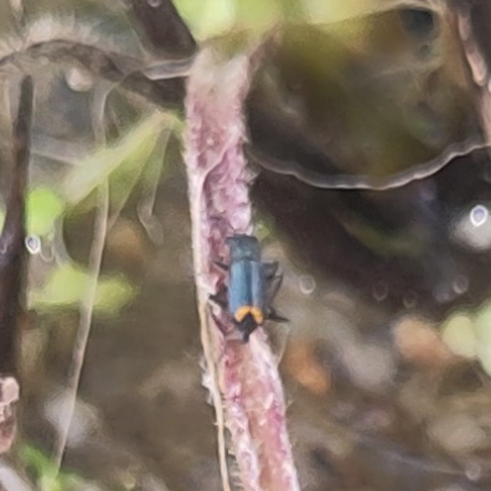 Clanoptilus Spec