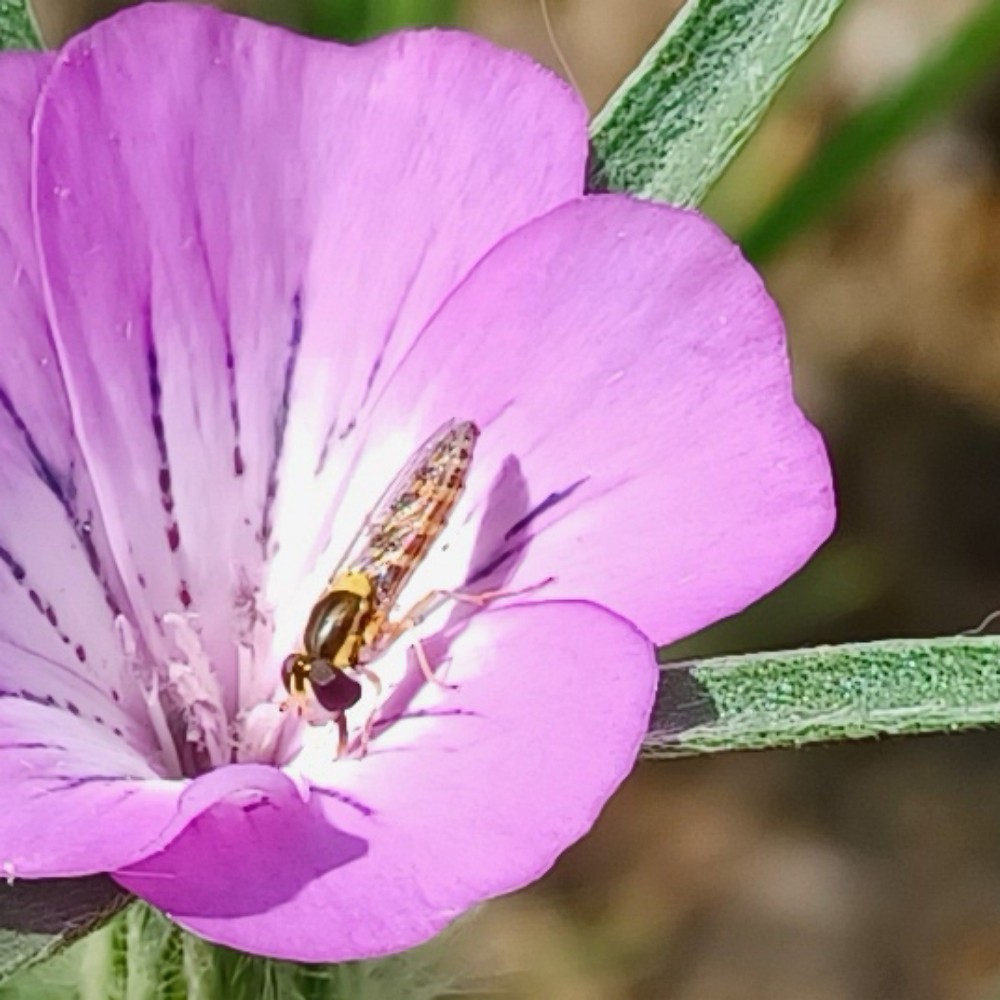 Sphaerophoria Spec