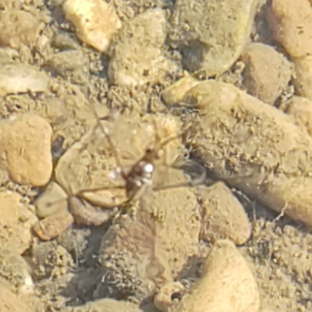 Wasserlaeufer Unbest