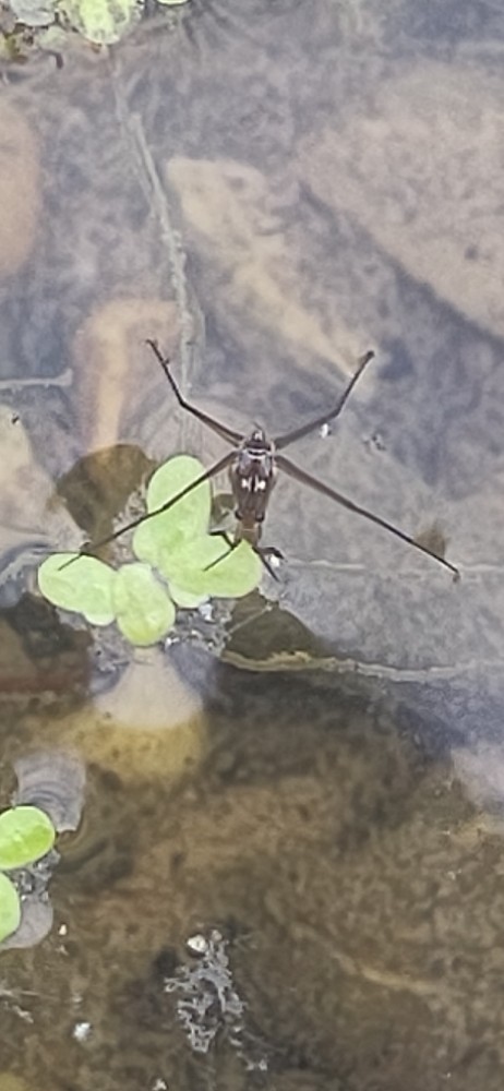 Wasserlaeufer Unbest
