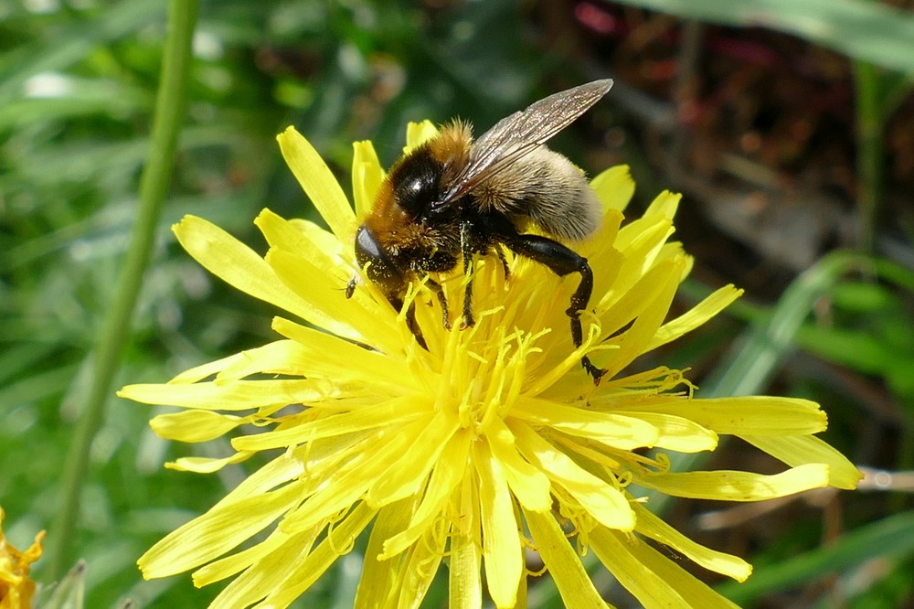 Gemeine Narzissenschwebfliege