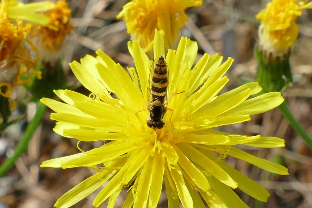 Gewoehnliche Langbauchschwebfliege