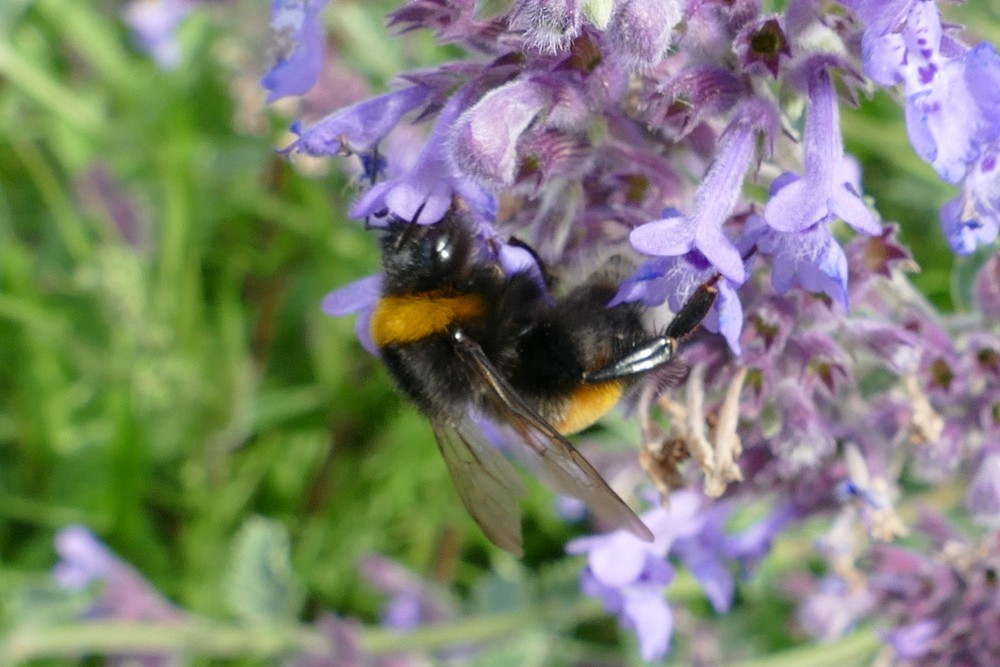 Dunkle Erdhummel Hellgelbe Erdhummel Grosse Erdhummel Kryptarum Erdhummel