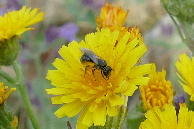 Stumpfzaehnige Zottelbiene