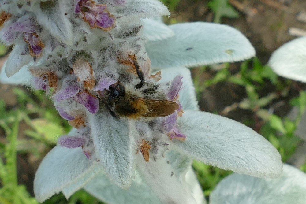 Ackerhummel