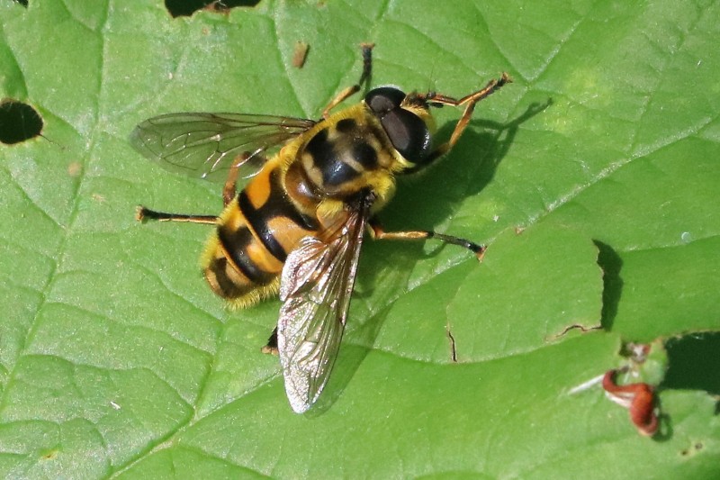 Totenkopf Schwebfliege