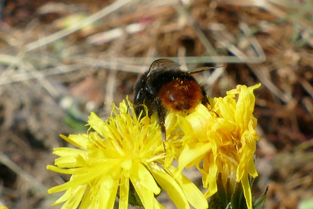 Steinhummel