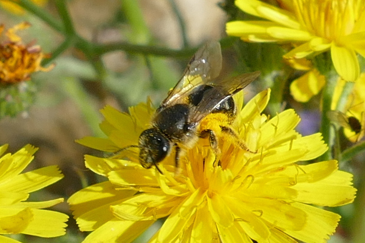 Lasioglossum Leuchalictus Spec