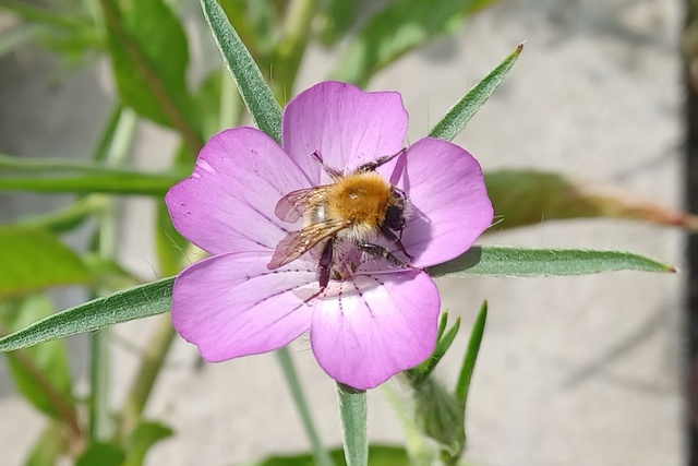 Ackerhummel