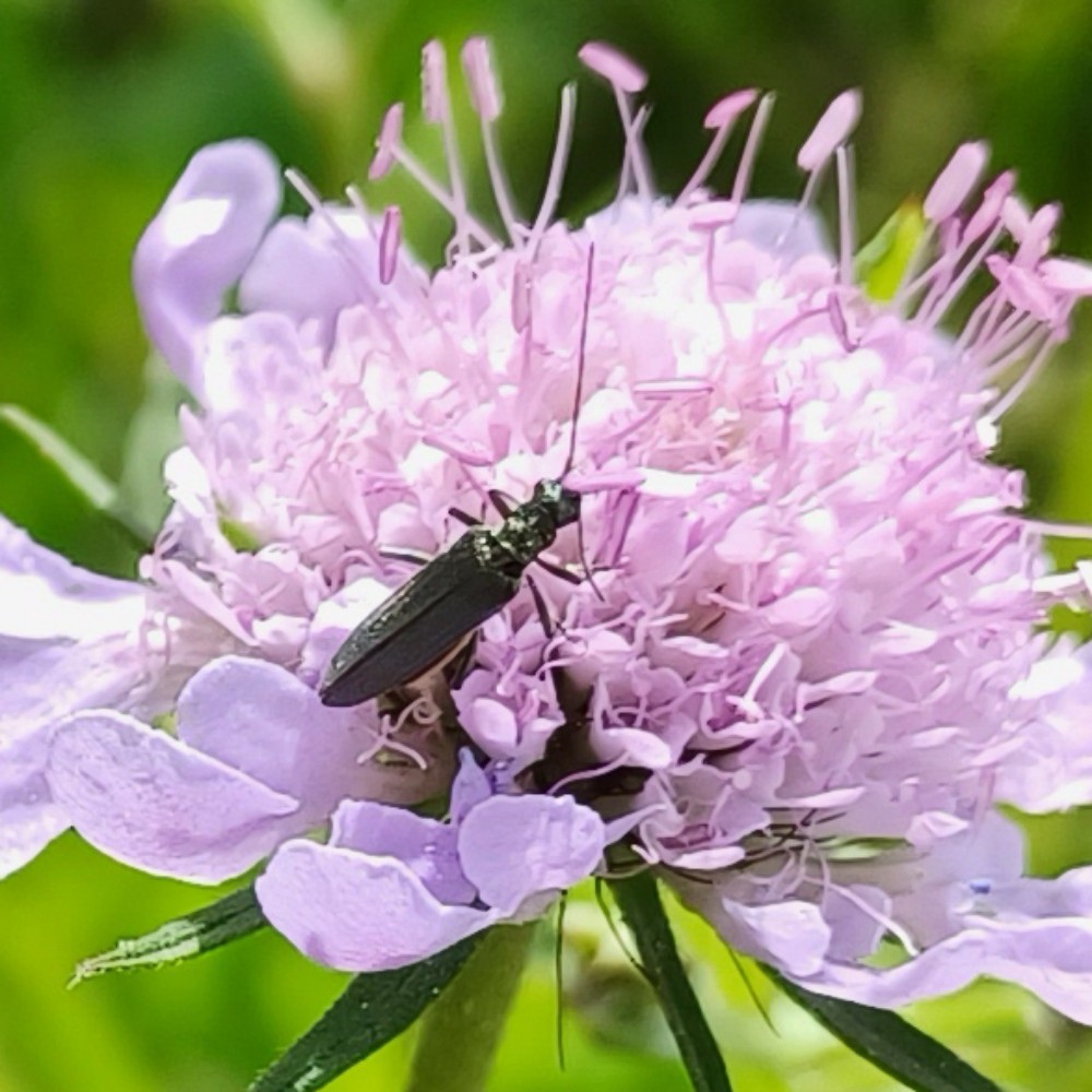 Gruenlicher Graugruener Scheinbockkaefer