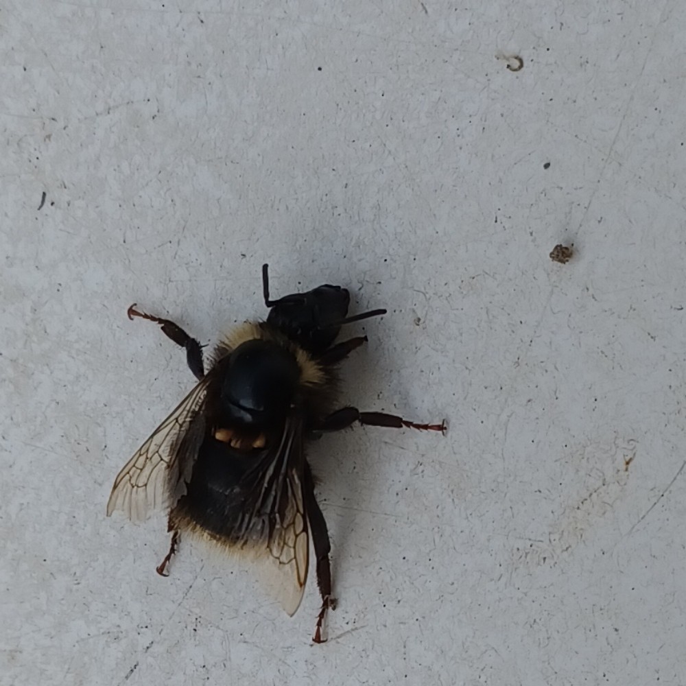 Hummel Unbest
