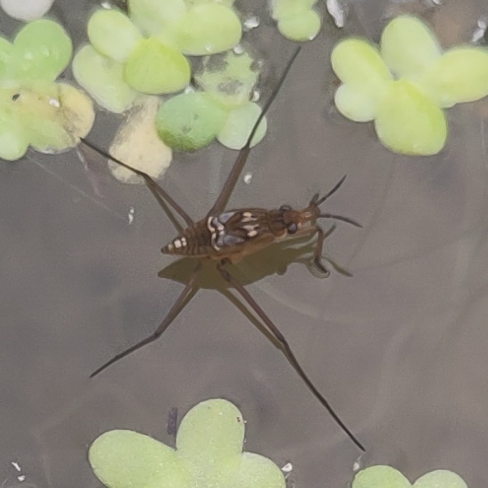 Wasserlaeufer Unbest