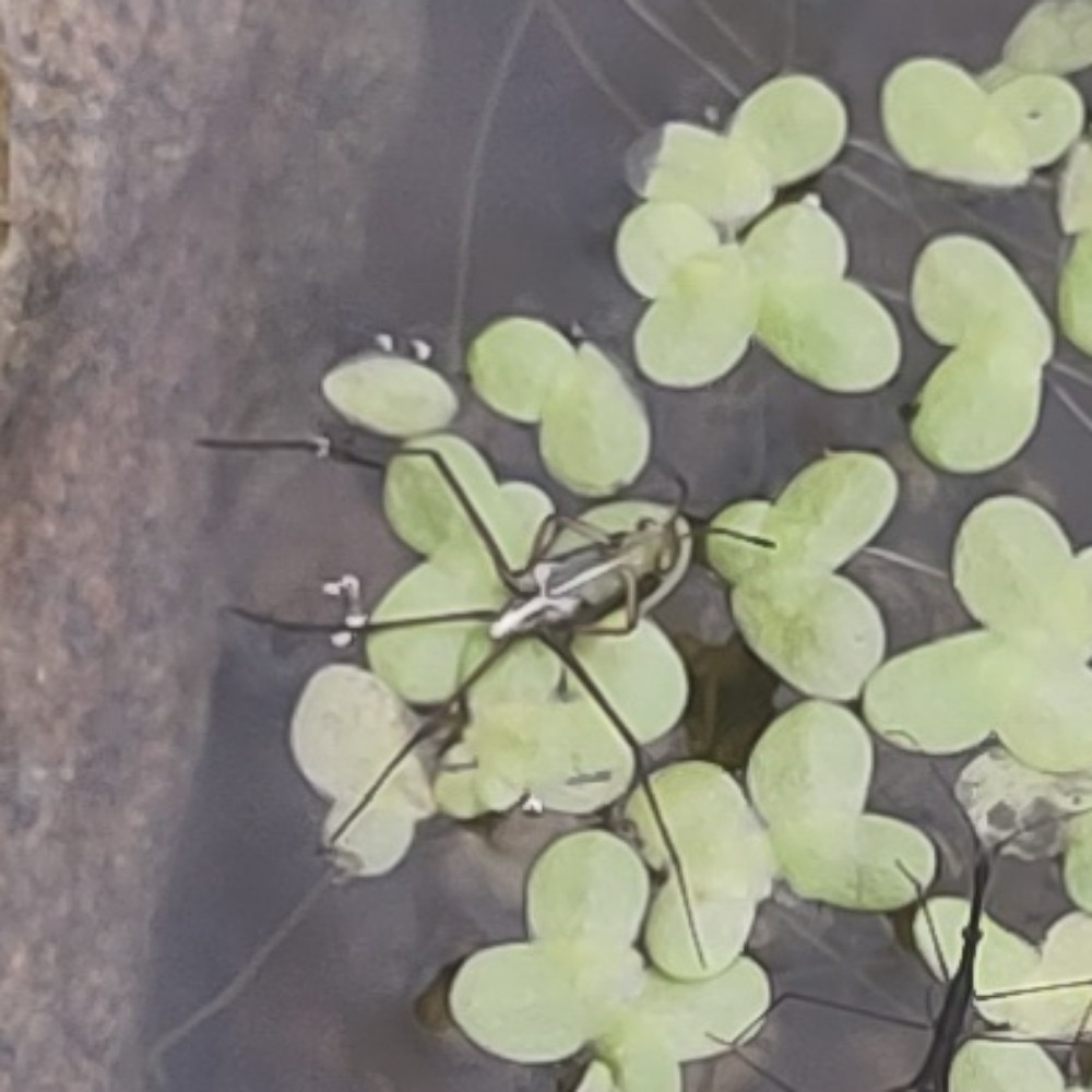 Wasserlaeufer Unbest