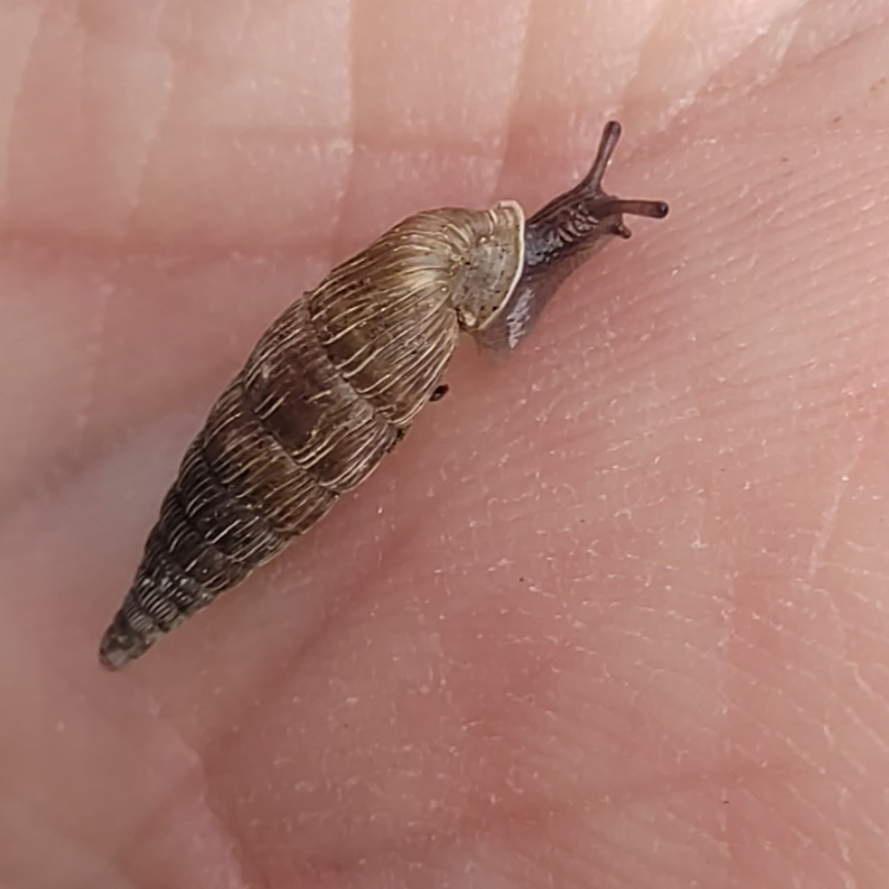 Gemeine Schliessmundschnecke