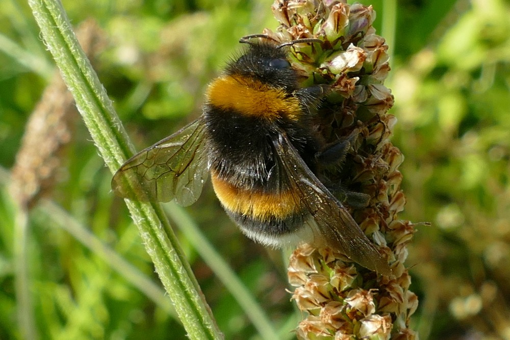 Dunkle Erdhummel Hellgelbe Erdhummel Grosse Erdhummel Kryptarum Erdhummel