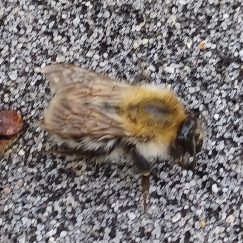 Ackerhummel