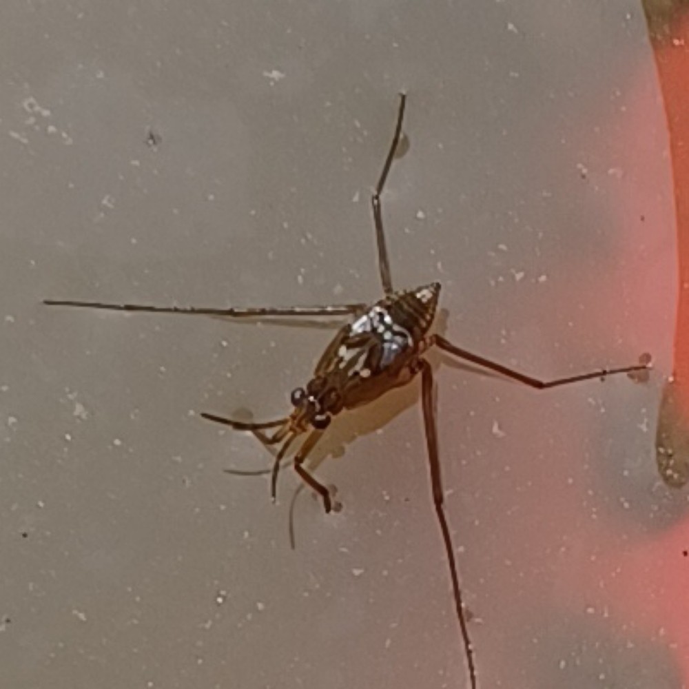 Wasserlaeufer Unbest