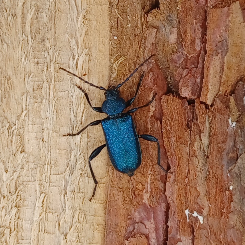 Blauvioletter Scheibenbock