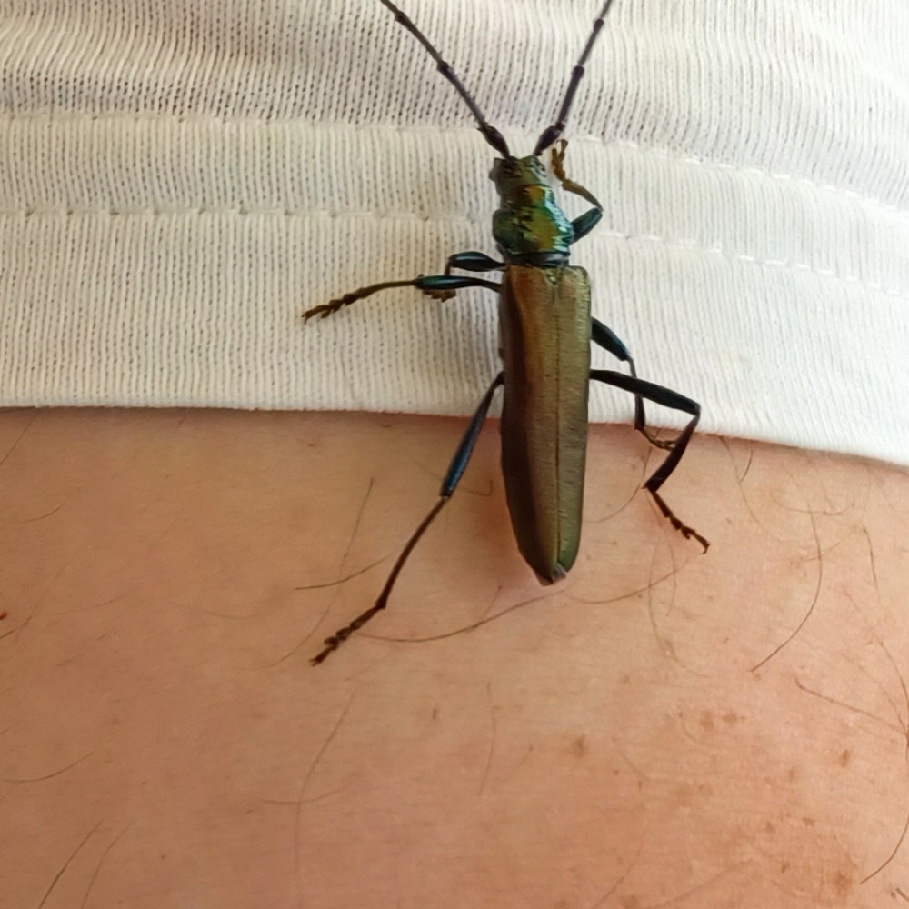 Moschusbock