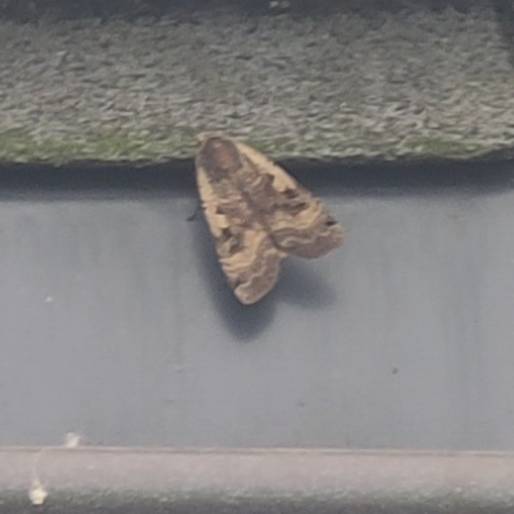 Hausmutter