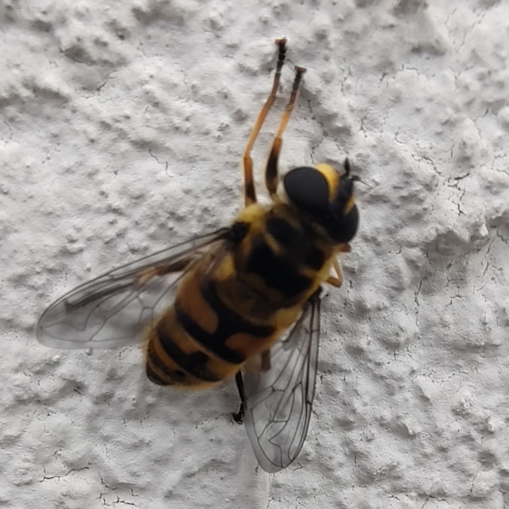 Totenkopf Schwebfliege